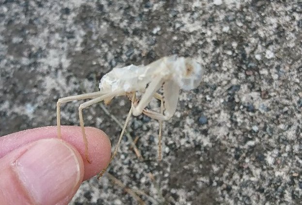 ろく カマキリの抜け殻だ 黒柴 くろいろく